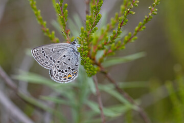 Cranberry blue, Plebeius optilete,  a small butterfly