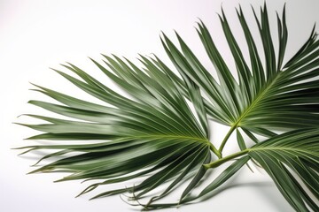 palm leaves isolated on white background, generative ai