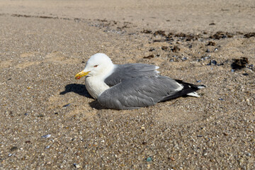 Seagull with injured wing on beach in Portugal.