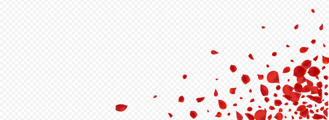 Red Rose Flying Vector Panoramic Transparent