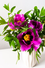 Paeonia suffruticosa in a white vase against a white wall, part of a home interior, house decoration with flowers Japanese Tree Peony, cozy spring May background