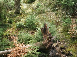 uprooted fallen tree with tree trunk and roots in partial view, lies on the forest floor between grasses and young conifers that are already growing again.  Becoming and passing away in nature