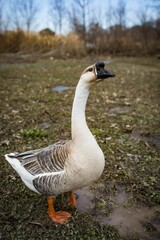 a duck standing in the grass near a puddle of water