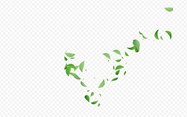 Forest Leaves Organic Vector Transparent
