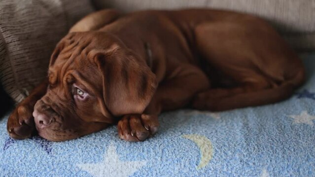 A small brown French mastiff puppy lies on a sofa and looks out the window. A sad puppy sits alone on the couch.