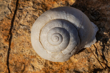 white shell or shell of snail on rock.