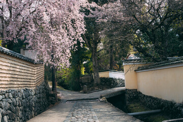 奈良の風景（春）