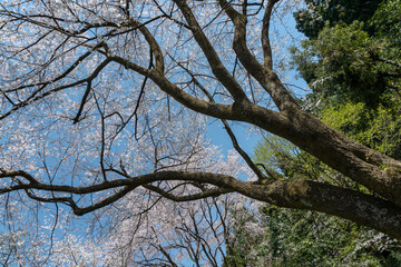 樹木公園の桜　満開