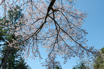 樹木公園の桜　満開