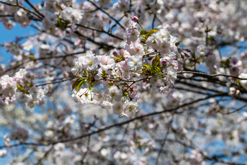 樹木公園の桜　満開