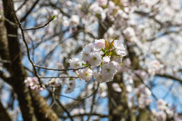 樹木公園の桜　満開