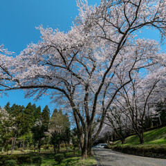 樹木公園の桜　満開