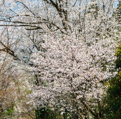 樹木公園の桜　満開