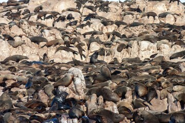 Cape fur seal colony in the Western Cape, South Africa.