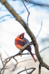 Selective focus shot of a male northern cardinal bird perched on a bare tree branch