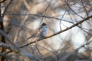 Selective focus shot of a true sparrow bird perched on a bare tree branch