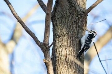 Selective focus shot of a spotted woodpecker bird perched on a tree