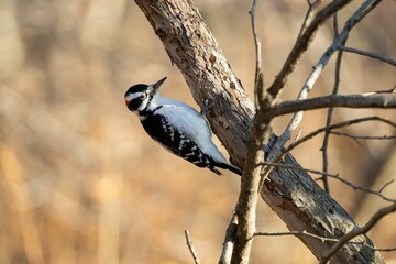 Selective focus shot of a spotted woodpecker bird perched on a tree
