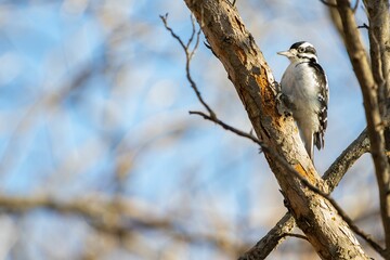Selective focus shot of a spotted woodpecker bird perched on a tree