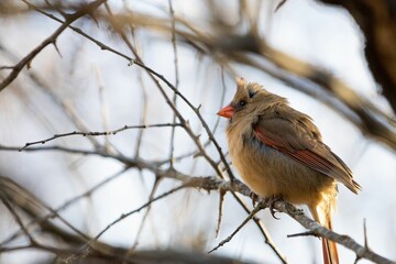 Selective focus shot of a female northern cardinal bird perched on a bare tree branch