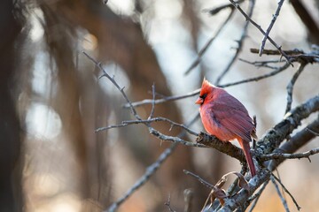 Selective focus shot of a male northern cardinal bird perched on a bare tree branch