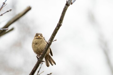 Closeup of a sparrow perched on a tree