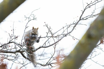 Closeup shot of a cute squirrel on a tree