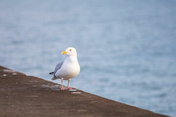 View of a beautiful seagull on a shore of a sea during sunrise