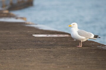 View of a beautiful seagull on a shore of a sea during sunrise