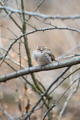 Closeup of a cute small sparrow sitting on a dry branch in a forest