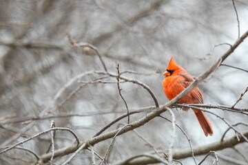Closeup of a cute small Northern cardinal sitting on a dry branch in a forest