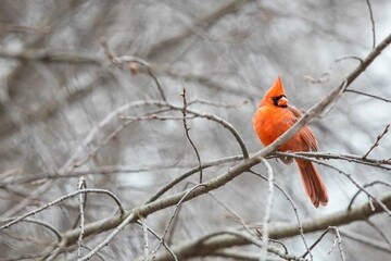 Closeup of a cute small Northern cardinal sitting on a dry branch in a forest