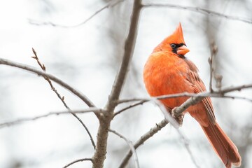 Closeup of a cute small Northern cardinal sitting on a dry branch in a forest