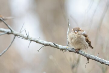 Closeup of a cute small sparrow sitting on a dry branch in a forest