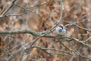 Closeup of a tiny sparrow perched on a bare branch of a tree