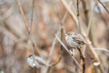 Selective focus of a tiny sparrow perched on a bare branch of a tree