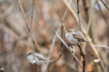 Selective focus of a tiny sparrow perched on a bare branch of a tree