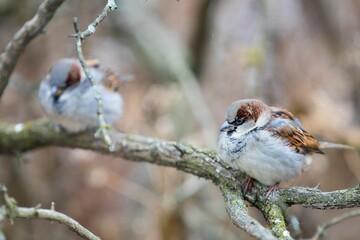 Selective focus of tiny sparrows perched on a bare branch of a tree