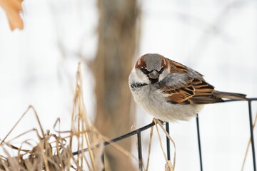 Close-up shot of a true sparrow perched on a fence in the winter garden
