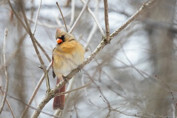 Close-up shot of a female Northern Cardinal perched on a branch in the winter garden
