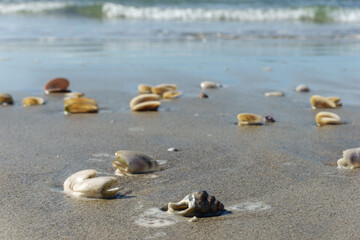 Fototapeta na wymiar Scattered seashells washed up on beach