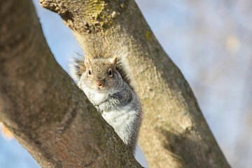 Close-up shot of an Eastern gray squirrel on the tree in the woods