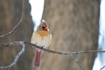 Close-up shot of a female Northern Cardinal perched on a branch in the winter garden