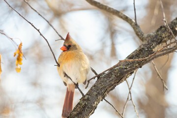 Close-up shot of a female Northern Cardinal perched on a branch in the winter garden