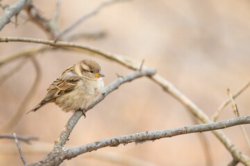 House Sparrow sitting on branch against blur background