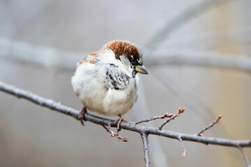 House Sparrow sitting on branch against blur background