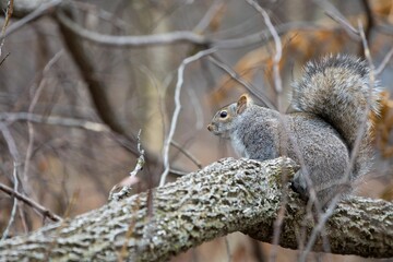 Obraz premium Squirrel sitting on tree branch against blur background