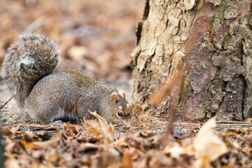 Closeup shot of a single grey squirrel on a fallen yellow leaves.
