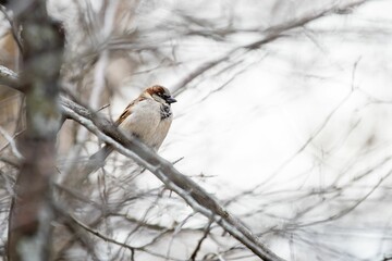 Closeup of a Sparrow perched on a tree branch with blurred background