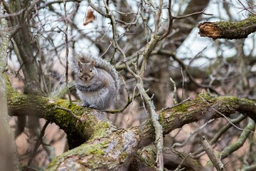Closeup of a squirrel standing on a thick tree branch in the woods